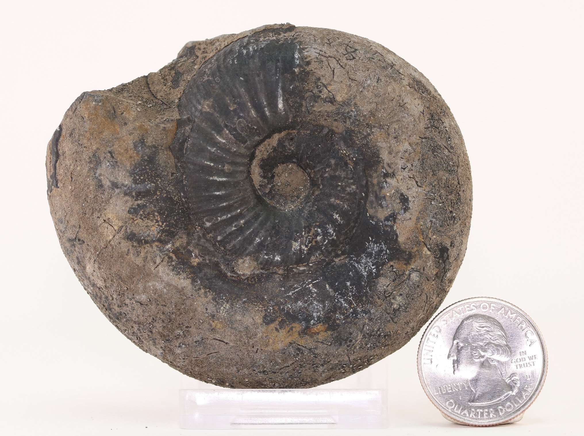 Fossil Ammonite With Iron Replacement Jurassic Morocco COA Etsy