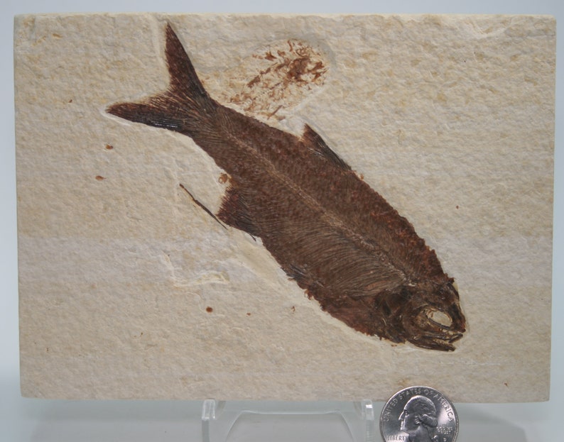 Sharp Teeth Hiodon Eohiodon Mooneye Fossil Fish Green River Fm Etsy