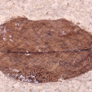 2 Genuine Leaves no paint  Fossil Lake Green River Fm. Wyoming WY COA 5497