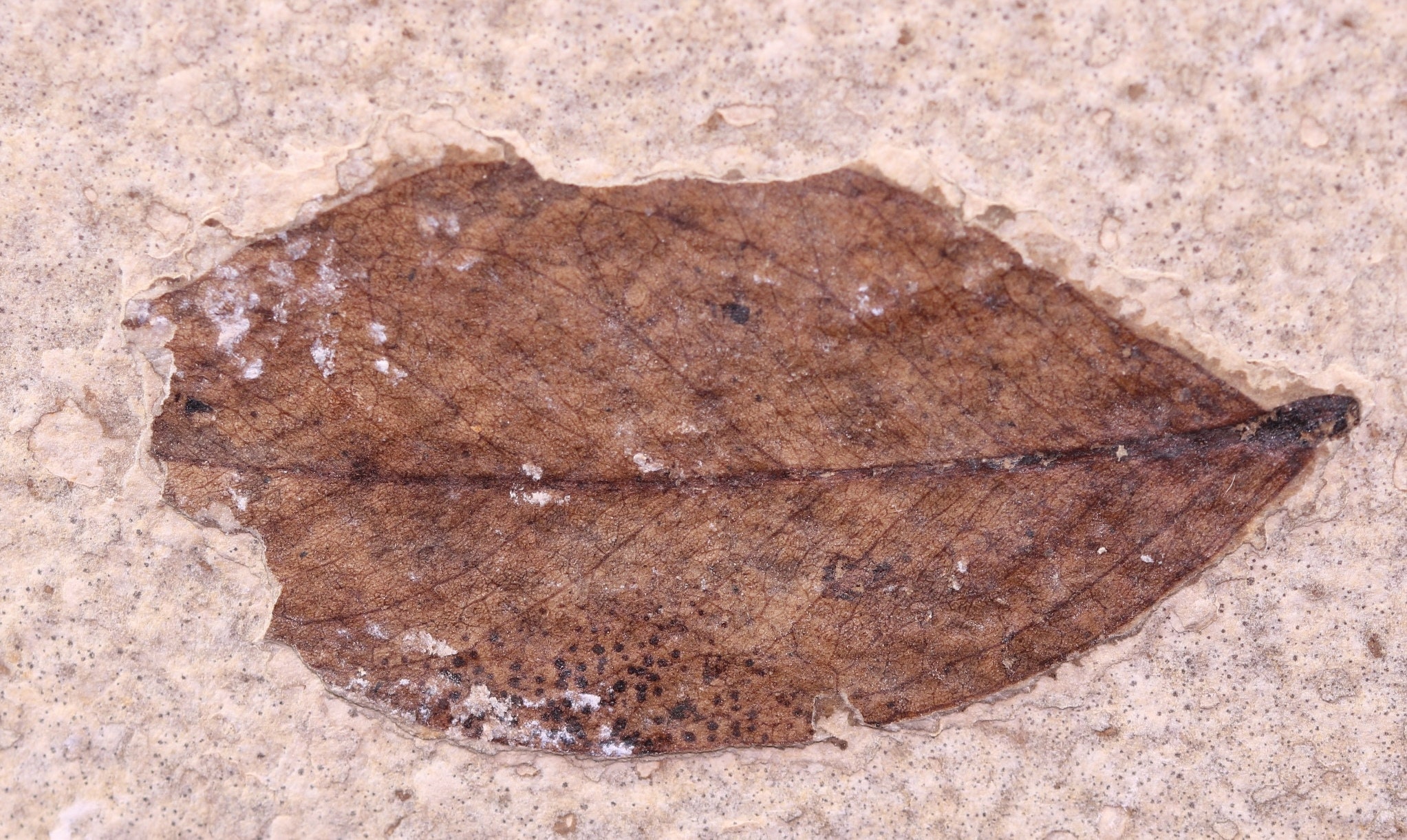 ボード FOSSIL - FOSSIL BOARD NATURAL 160 2 Genuine Leaves No Paint Fossil Lake Green River Fm