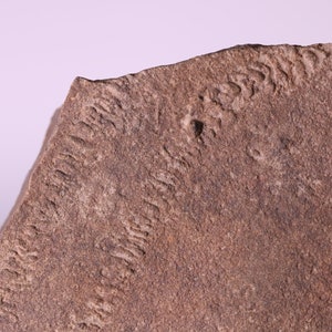 Fossil Trilobite Tracks Cruziana Ichnofossil Trace Ordovician Morocco COA 6001