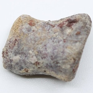 Pelycosaur Fossil Phalanx Toe Bone Permian Belle Plain Texas TX COA 5766