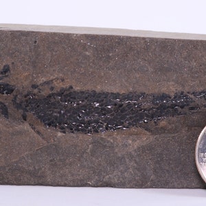 May include: A fossilised fish preserved in a dark grey rock. The fish is about the size of a quarter, which is shown for scale.