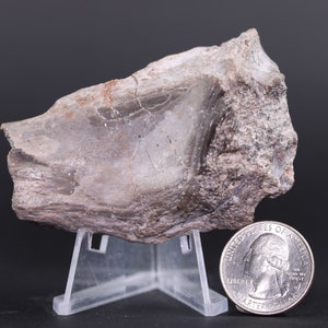 Fossil Metoposaur Koskinonodon Rib Bone 2.8&quot; Triassic Chinle Arizona COA 4704