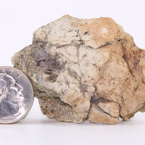 Triceratops Fossil Frill piece Cretaceous Hell Creek Fm Montana MT COA 5828