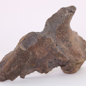 Fossil Dinosaur Tyrannosaurus T Rex bone pc. 5.8" Hell Creek Fm Montana COA 4024