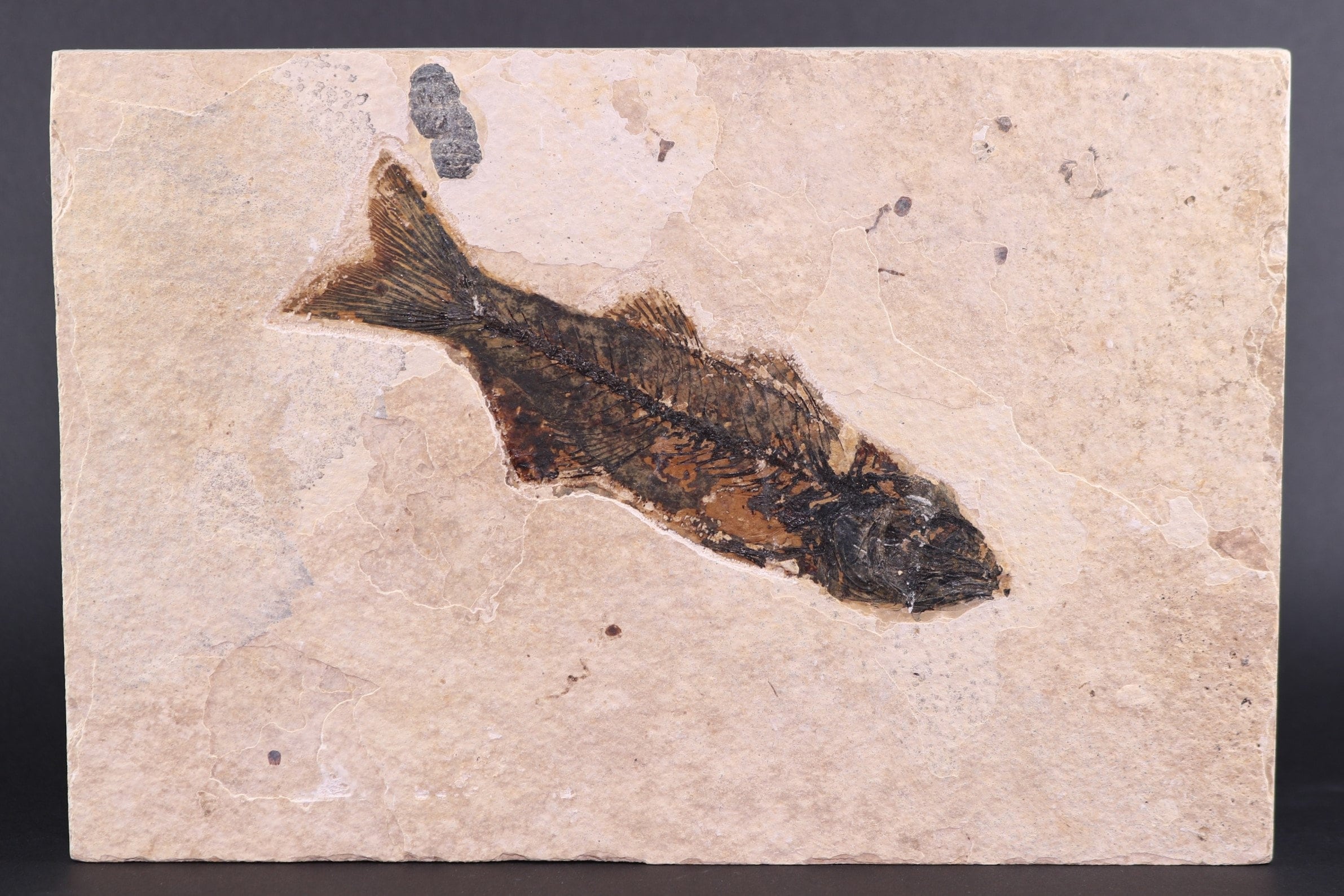 ソルト Fossil Fish 5.4