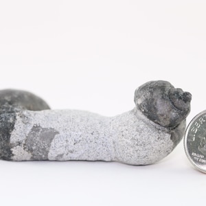 Fossil Gastropods in Matrix Ordovician Hamar Laghdad Morocco COA 3726 Free Shipping