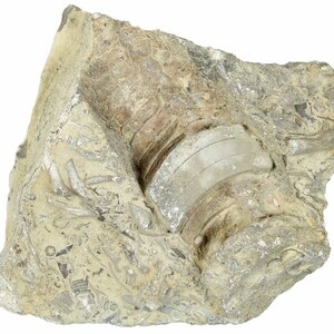 Fossil Ordovician Cephalopod 3.4" Corryville Fm Ohio OH COA 6040