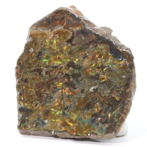 May include: A polished, iridescent ammolite gemstone. The surface displays a mosaic of colors, including gold, green, and red, with a dark brown matrix. The gemstone is irregularly shaped and has a rough, natural texture.