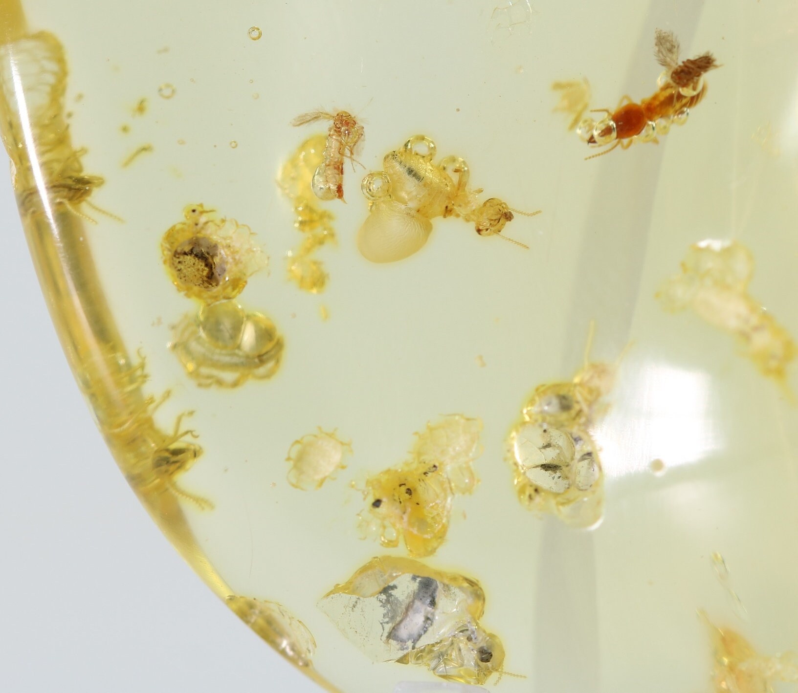 Golden Copal Amber Polished Fossil Termites 9.7g. Colombia 6109