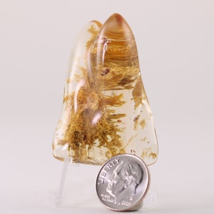 Fossil Nice Golden Copal Amber Insects Big Trapped Bug Colombia 3438 Free Shipping