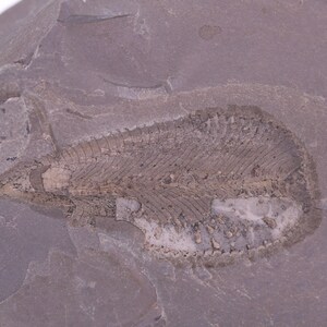 Fossil Graptolite Phyllograptus Ordovician Fillmore Formation Utah UT COA 5594