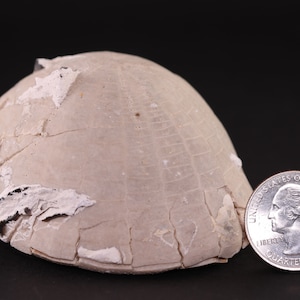 May include: A fossilized sea creature shell, approximately the size of a US quarter, with a light gray color and a textured surface.
