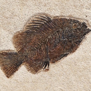 May include: A fossilized fish with a dark brown color, preserved in a light beige rock. The fish has a distinct dorsal fin and a tail fin.