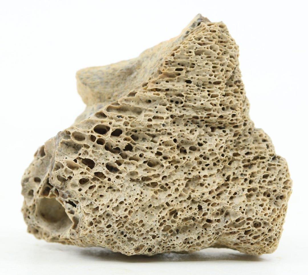 Rex Bone Tyrannosaurus Rex T Rex Fossil Bone W Trabecular 1.75