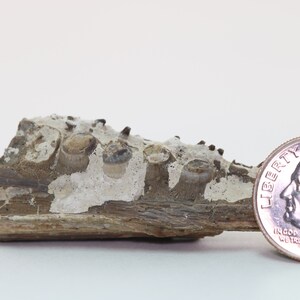 Fossil Fish Ichthyodectes Partial Jaw Bone Great Detail Cretaceous Kansas COA Free Shipping