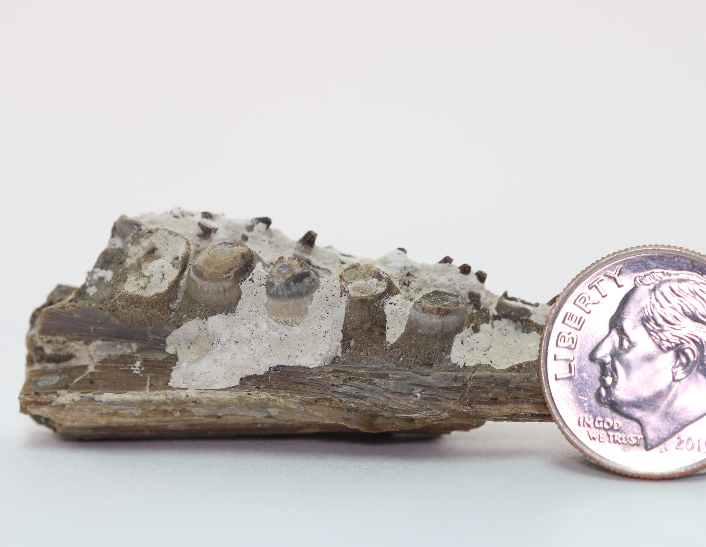 Fossil Fish Ichthyodectes Partial Jaw Bone Great Detail Fossil Fish Ichthyodectes Partial Jaw Bone Great Detail