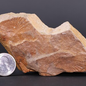 Fossil 2 Pecten Pectens Seashells Miocene Bahio San Rafael California COA 4730