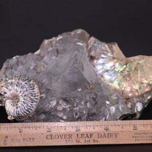 Fossil Ammonites Scaphites Multiple w other sealife 6.8&quot; South Dakota COA 3696 Free Shipping