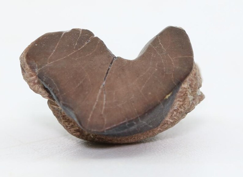 Triceratops Dinosaur Fossil Tooth 14.9mm .59 Lance Creek Wyoming WY COA