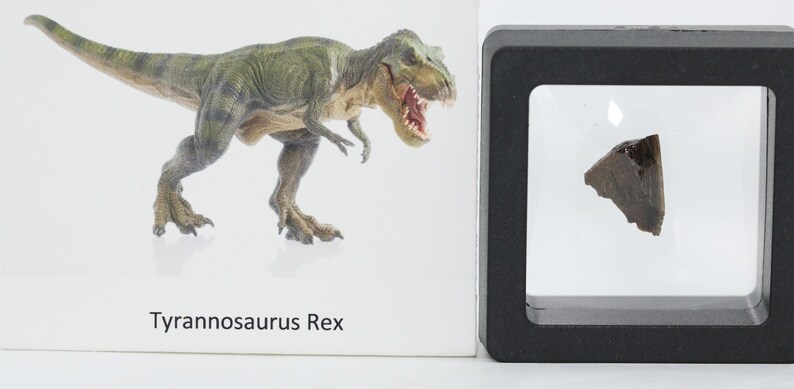 Triangular Fossils Tyrannosaurus Rex T Rex Small Fossil Bone Cretaceous Lance Creek ...