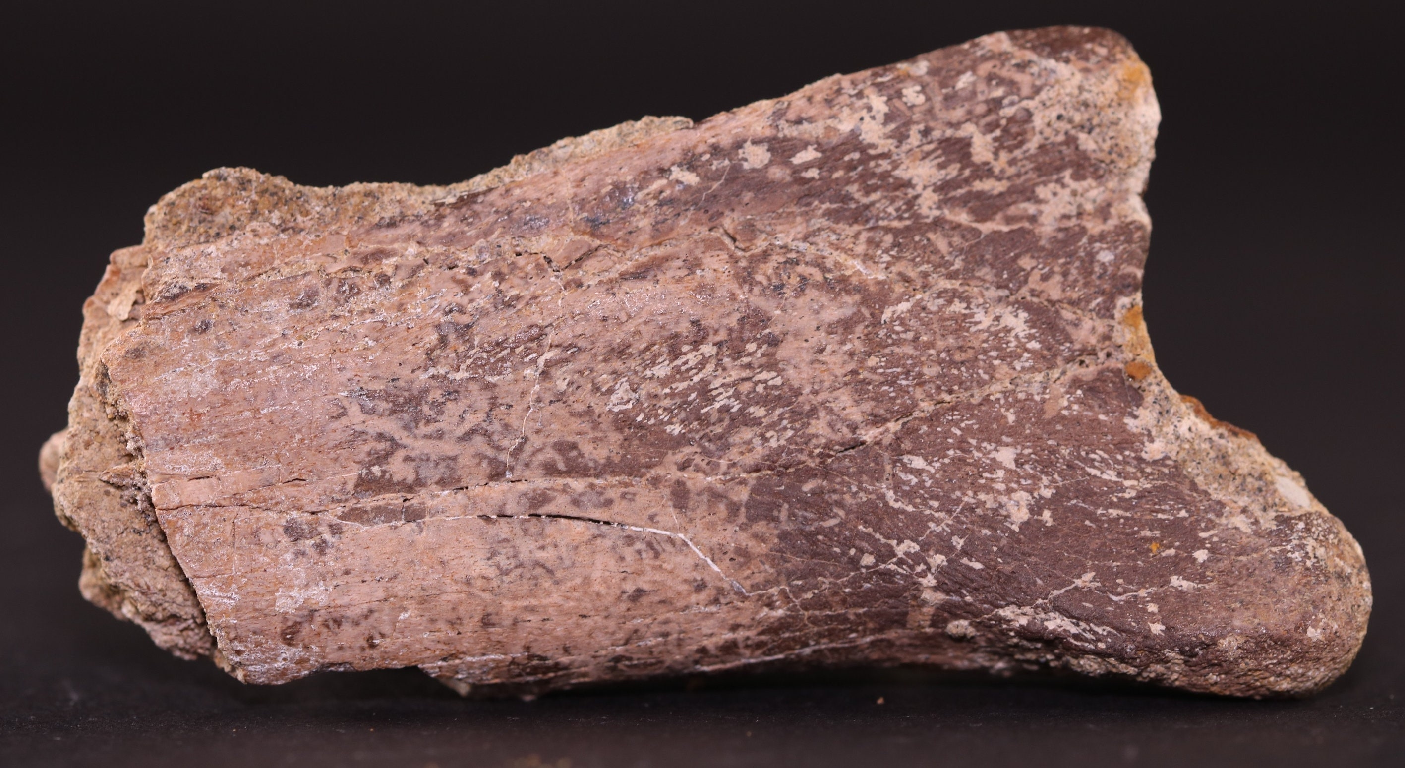 Fossil Dinosaur Hadrosaur Small Rib Piece Lance Creek Wyoming WY COA ...