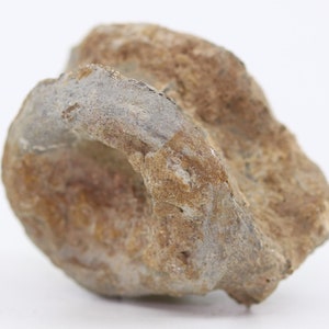 Fossil Dimetrodon Vertebra 1.25&quot; Permian Pre- Dinosaur FM Texas TX COA 5762