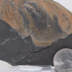 Fossil Brittle Star Ophiura Brittlestar Ordovician Kaid Rami Morocco COA 3102 Free Shipping