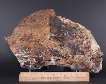 Fossil Dinosaur Edmontosaurus Scapula 10" + Stand Lance Creek  Wyoming COA 4675
