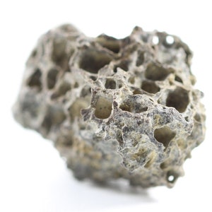 Fossil Tyrannosaurus T Rex Small Trabecular pc. Hell Creek Formation South Dakota SD COA 5050