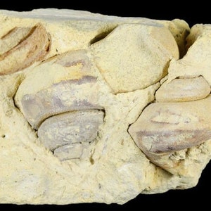 2 Fossil Gastropod Clathrospira subconica old find Ordovician Wisconsin COA 3978 Free Shipping