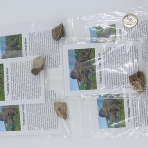 6 Triceratops Dinosaur Genuine Fossils Hell Creek South Dakota SD 5955