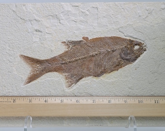 Fossil Fish 8.4&quot; Hiodon Rare Huge Eiohodon Hiodon Falcatus (Mooneye) Green River Formation Wyoming Eocene 1562