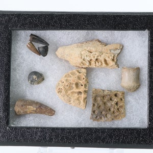 May include: A framed display of fossilized remains, including teeth, bone fragments, and coral. The fossils are arranged on a white background and are encased in a black frame.