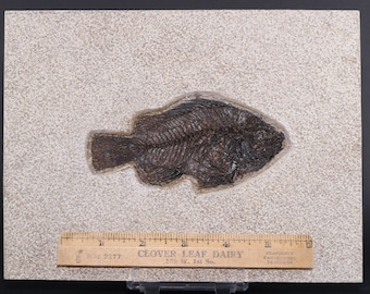 Pristine Priscacara Serrata Fish Fossil Lake Green River Fm