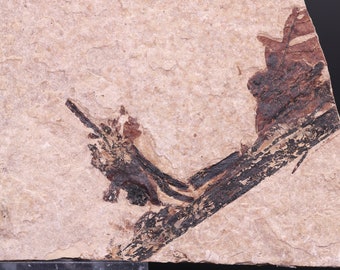 Fossil Plant Unpainted Unidentified Species Fossil Lake Green River Fm Wyoming COA 4898