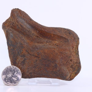 Edmontosaurus Fossil Bone 4.4&quot; Hell Creek Fm South Dkota SD COA 5664