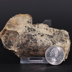 Fossil Dinosaur Triceratops Left Premax Hell Creek Formation Montana COA 4844