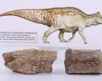 Fossil Dinosaur Edmontosaurus Tibia Piece Lance Creek Fm 