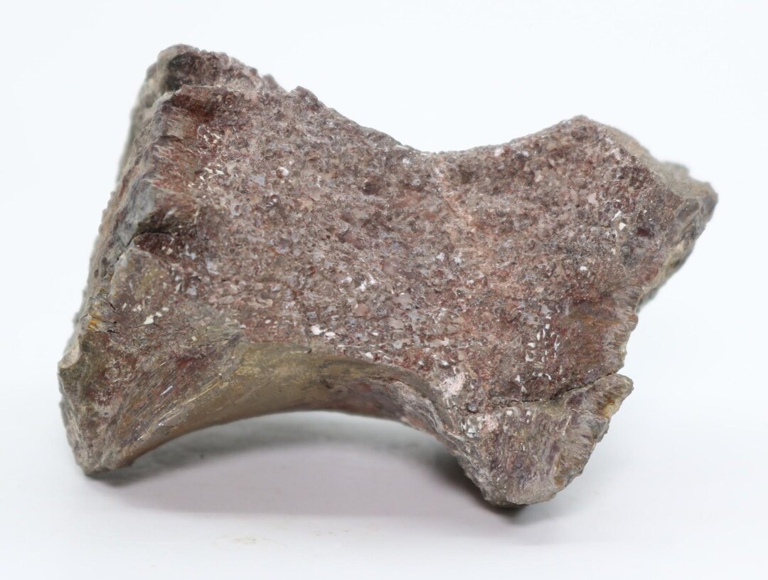 Allosaurus Dinosaur Fossil Vertebra Great Indentations Morrison