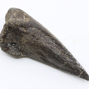 Op de afbeelding: Een donkerbruine gefossiliseerde dinosaurusklauw met een puntige punt.