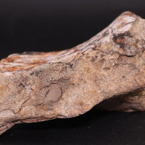 Fossil Dinosaur Hadrosaur Edmontosaurus bone 5&quot; Lance Crk South Dakota COA 4000 Free Shipping