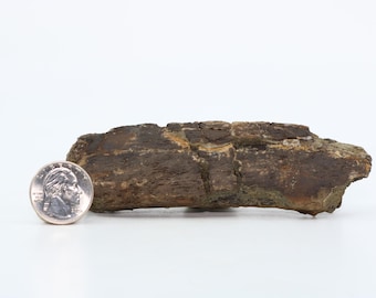 Edmontosaurus Fossil Rib Bone Segment 4.7" Hell Creek Formation Montana MT COA 6724