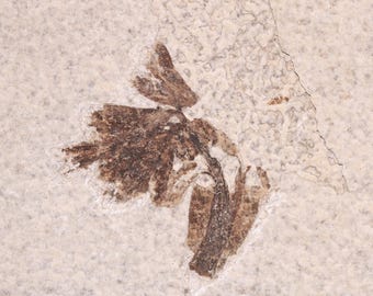 Fossil Plant Flower Undescribed species Fossil Lake Green River Formation Wyoming WY COA 11856