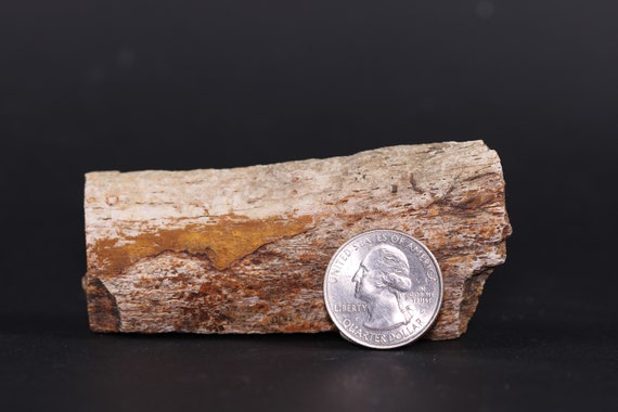 Fossil Dinosaur Edmontosaurus Tibia Piece Lance Creek Fm 