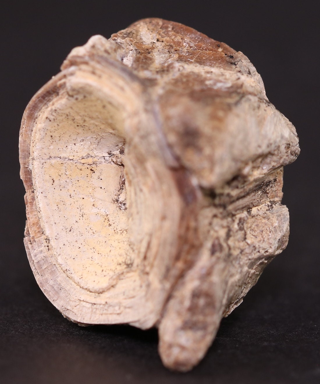 Fossil Fish Ichthyodectes Vertebra Cretaceous Niobrara Formation Kansas fossil-fish-ichthyodectes-vertebra-cretaceous-niobrara-formation-kansas
