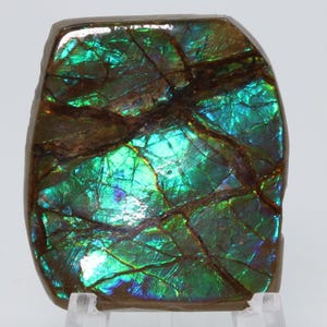 May include: A polished, rectangular-shaped piece of ammolite gemstone featuring a vibrant, iridescent surface with deep green and blue hues, intersected by dark brown, vein-like matrix lines that create a complex, fractured, mosaic-like pattern.