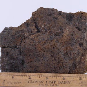 Tyrannosaurus rex T Rex Bone bone piece 6.4" Hell Creek Fm. Montana MT COA 5775