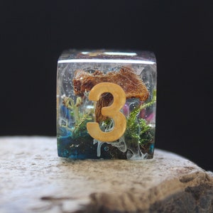 Terrarium Dice D6 rpg Giant 24mm Real Mushroom Moss Floral Resin Playing dice D6 RPG Game Dungeons and dragons Handmade D&D Tabletop Games